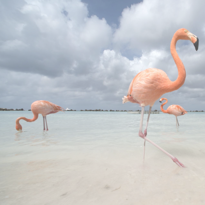 Veterinary qPCR kits