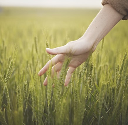 Plant pathogens qPCR kits